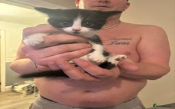 British Shorthair cats for sale: 3 black and white kittens  - Advert 2