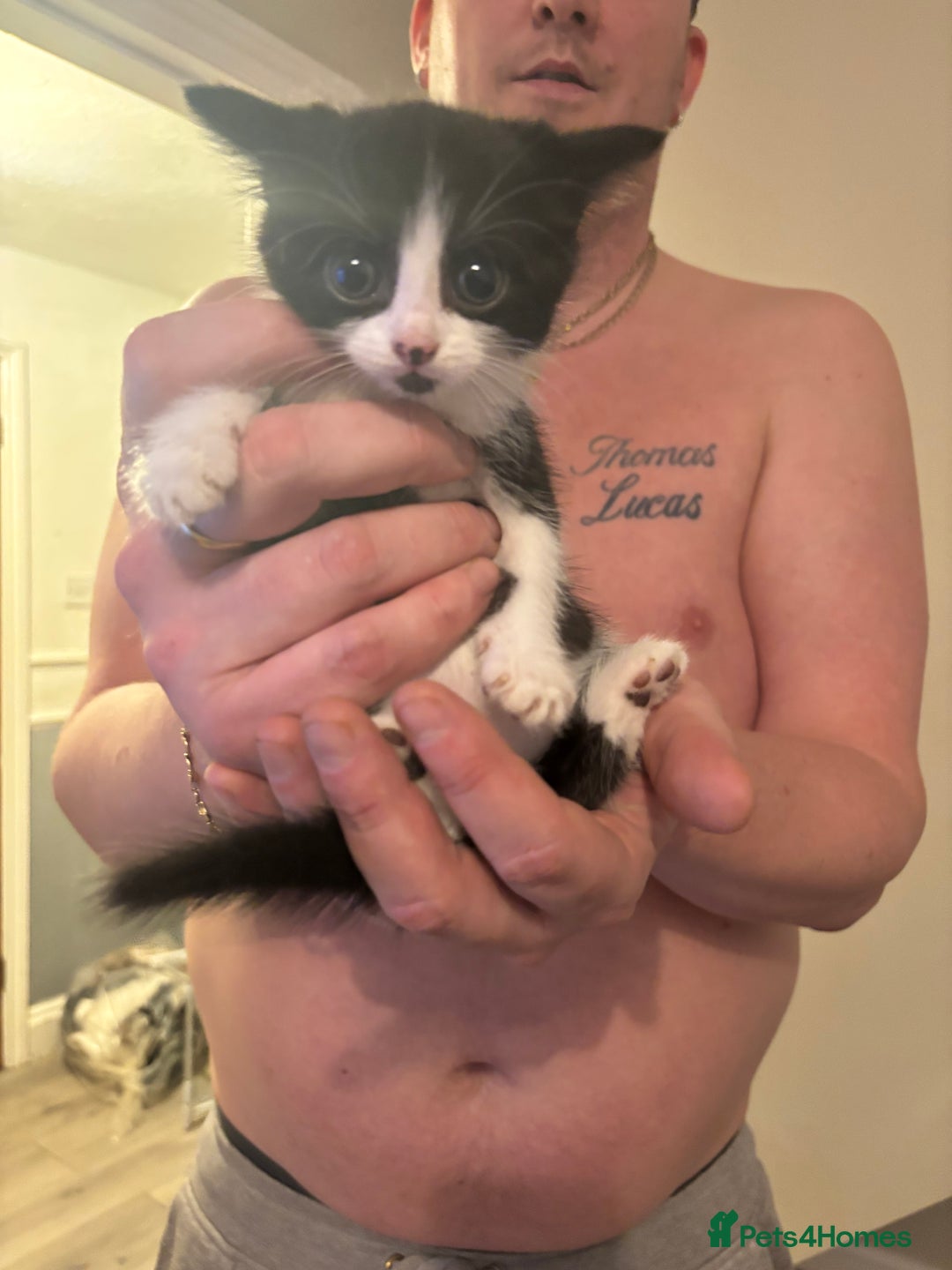 British Shorthair cats for sale: 3 black and white kittens  - Advert 2