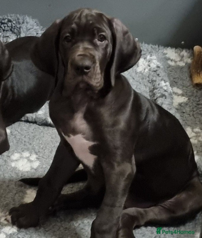 Great Dane dogs 3 girls left. READY NOW - Advert 5