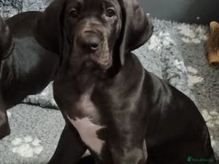 Great Dane dogs 3 girls. KC HEALTH TESTED - Advert 1