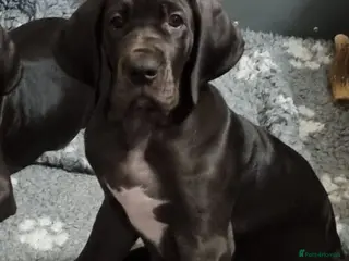 Great Dane dogs Big girls. KC & HEALTH TESTED - Advert 12