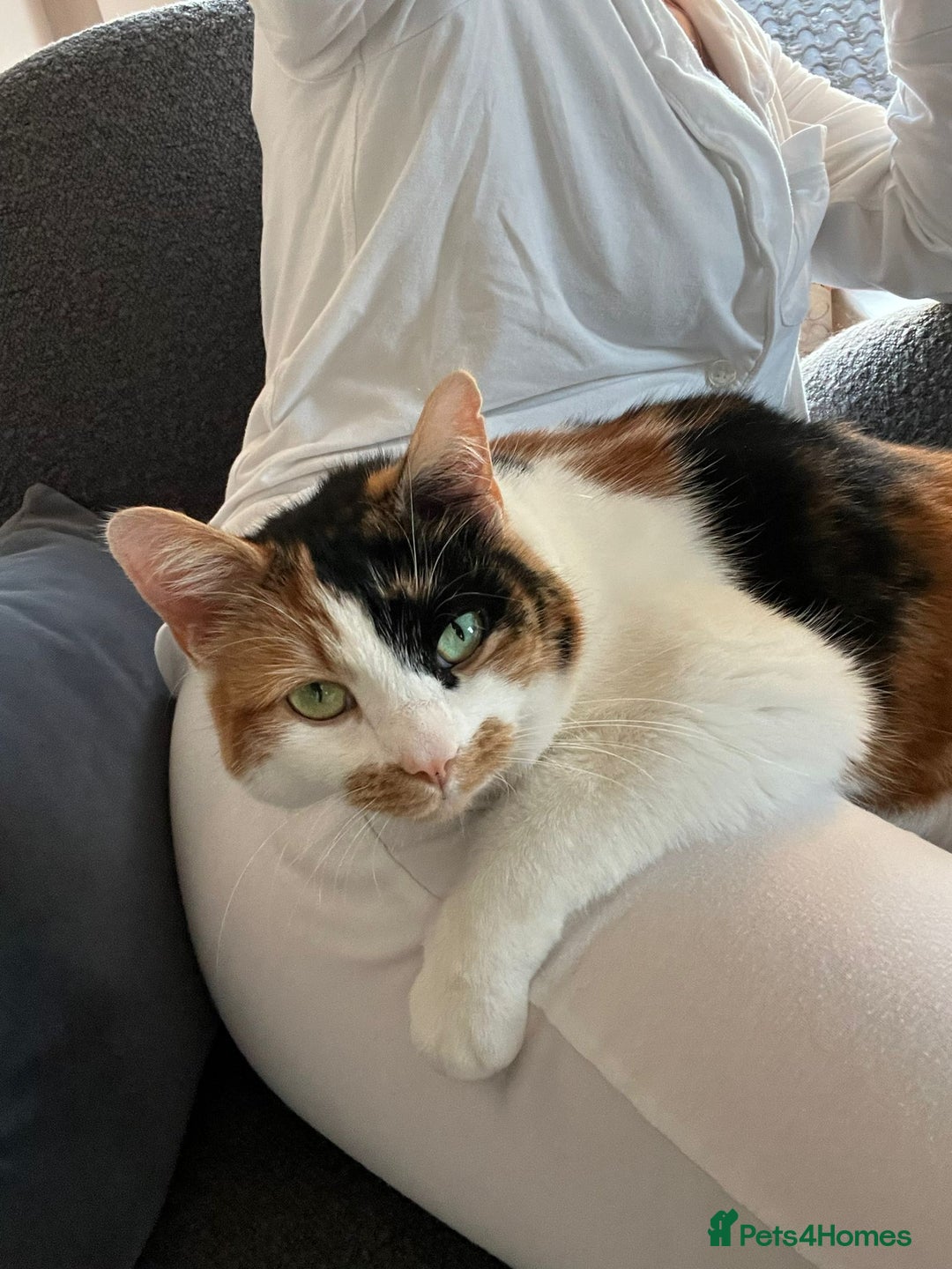 Mixed Breed cats for sale: mixed breed - turtle shell female 2 yrs old - Advert 4