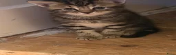 Egyptian Mau cats for sale: 3 Beautiful Male kittens in Sittingbourne - Advert 2
