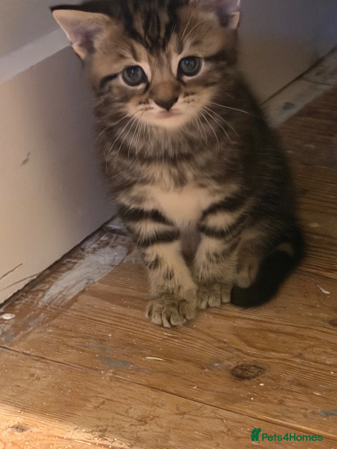 Egyptian Mau cats for sale: 3 Beautiful Male kittens in Sittingbourne - Advert 2