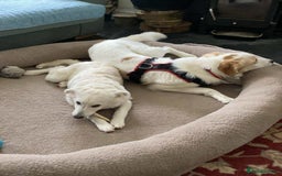 Mixed Breed dogs for adoption: Adorable Abbie is still Looking for Love 🐾 - Image 19