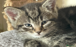 Ragdoll cats for sale: Two Grogeous Ragdoll cross boys - Image 2