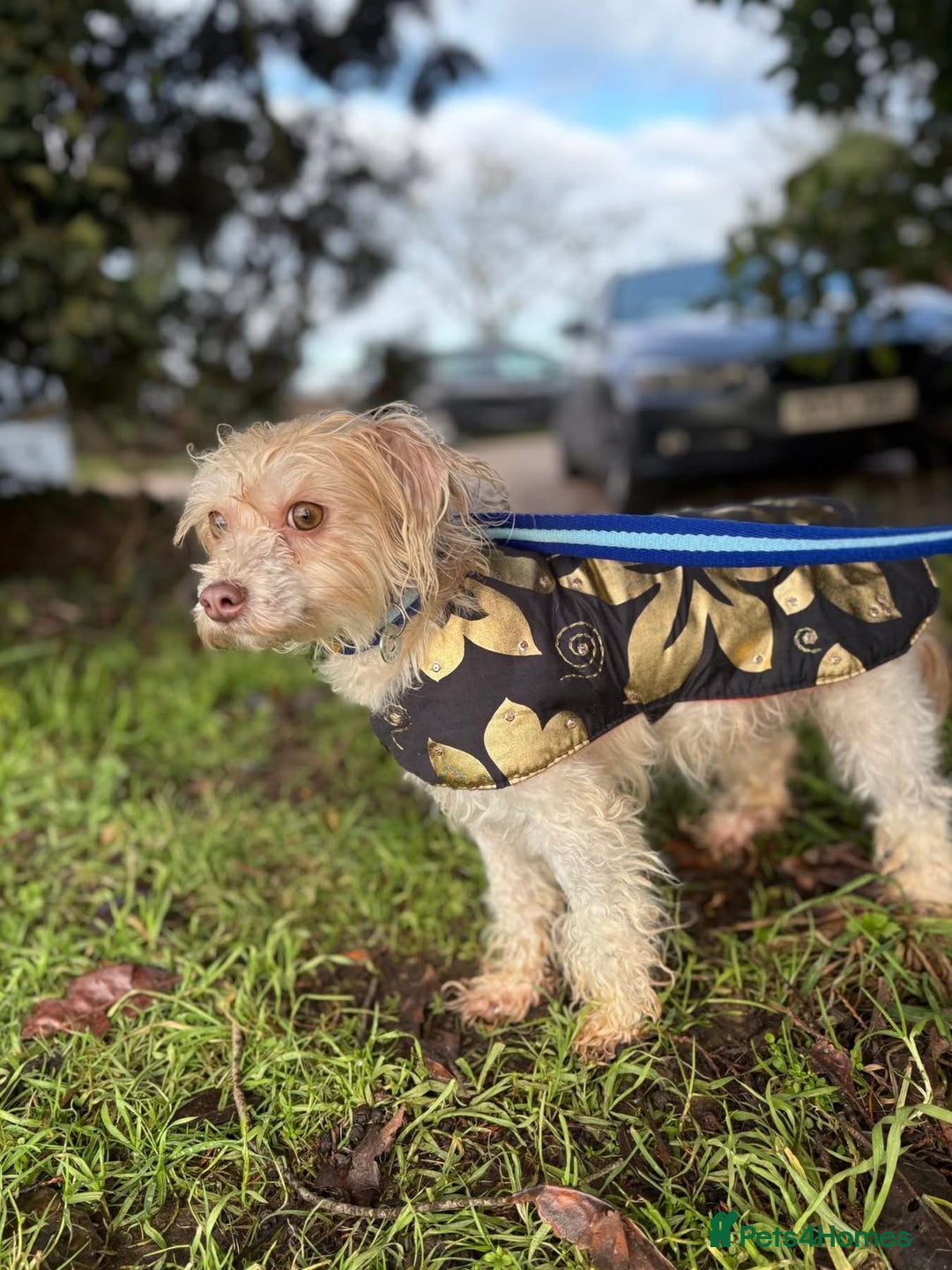Mixed Breed dogs for adoption: Emerald - Hingham Norfolk  - Advert 9