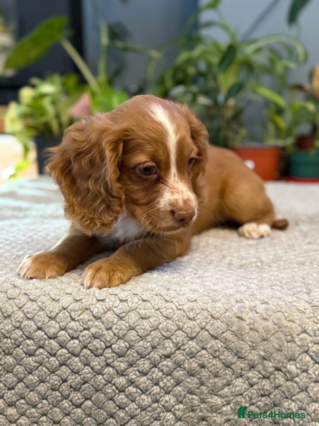 Cocker Spaniel dogs for sale: Four beautiful *working* cocker spaniel puppies - Advert 14