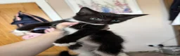 Mixed Breed cats for sale: Kittens READY! Sphynx cross - Advert 20
