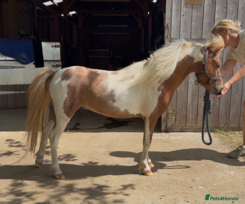 Miniature horses Gorgeous British Miniature horse  - Advert 1