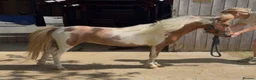Miniature horses for sale: Gorgeous British Miniature horse  in Milton Keynes - Advert 1