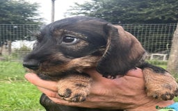 Dachshund dogs for sale: Standard Wire Haired Dachshunds - Image 7