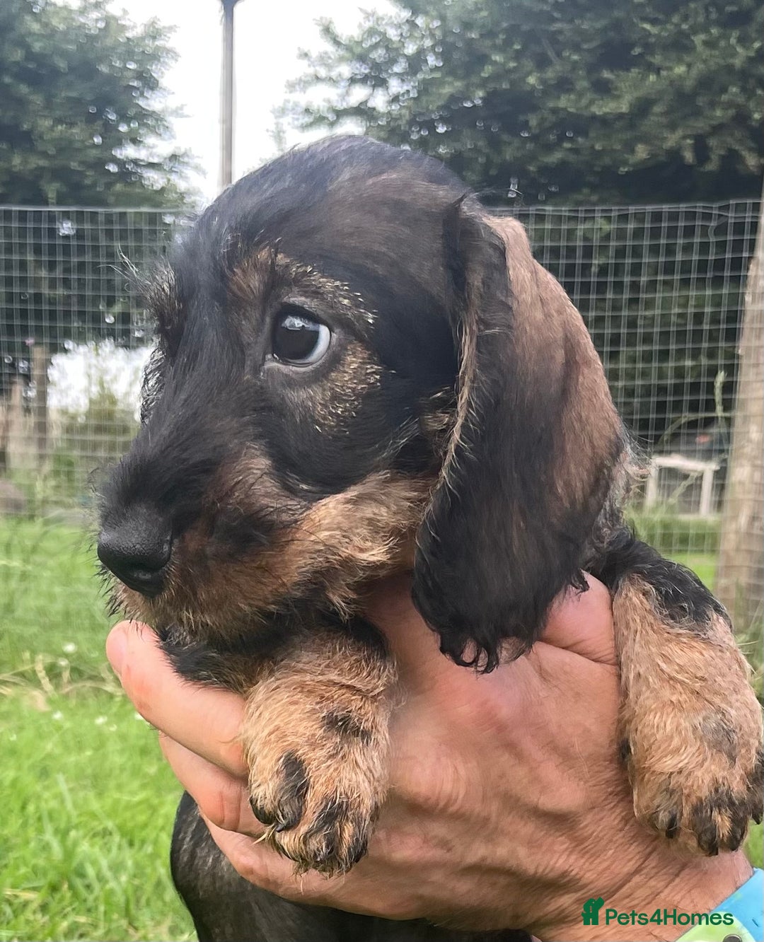 Dachshund dogs for sale: Standard Wire Haired Dachshunds - Image 7