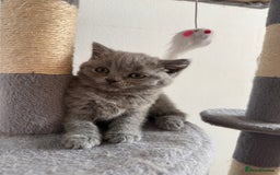 British Shorthair cats for sale: Urgent sale. Fixed price, no negotiations. in Coventry - Image 8