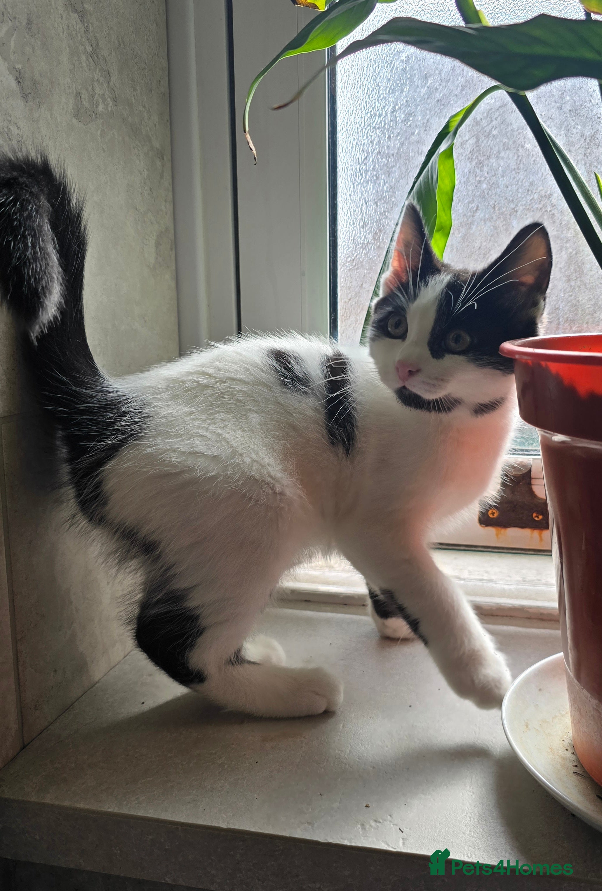Turkish Angora cats 5 wonderful fur babies (4girls,1boy) - Advert 2