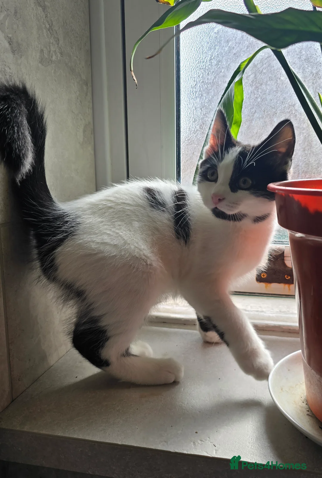 Turkish Angora cats for sale: 5 wonderful fur babies (4girls,1boy) - Advert 2