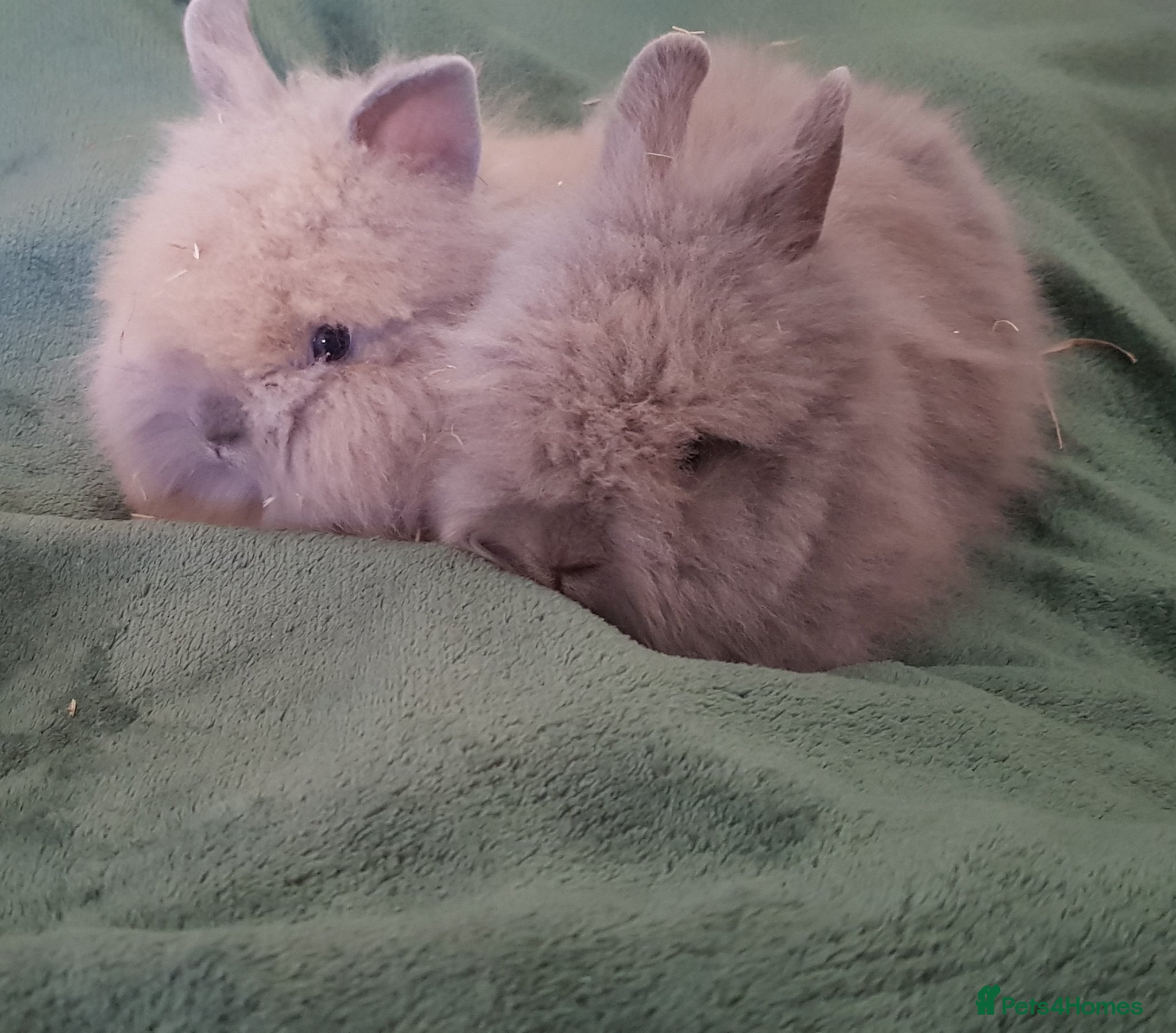 Lionhead rabbits Gorgeous Pedigree Double Maned Lionhead Bunnies - Advert 7