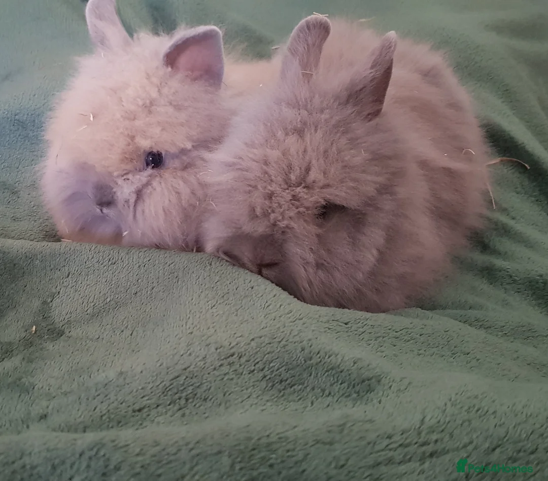 Lionhead rabbits for sale: Gorgeous Pedigree Double Maned Lionhead Bunnies - Advert 2