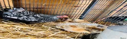Chickens poultry for sale: Chicks and chickens available  in Stoke-on-Trent - Advert 1