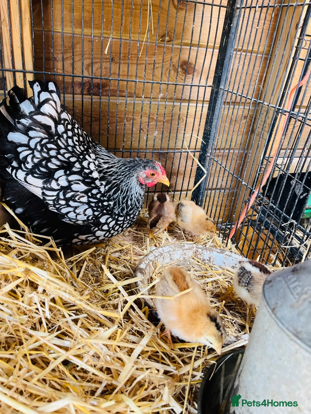Chickens poultry for sale: Chicks and chickens available  in Stoke-on-Trent - Advert 1