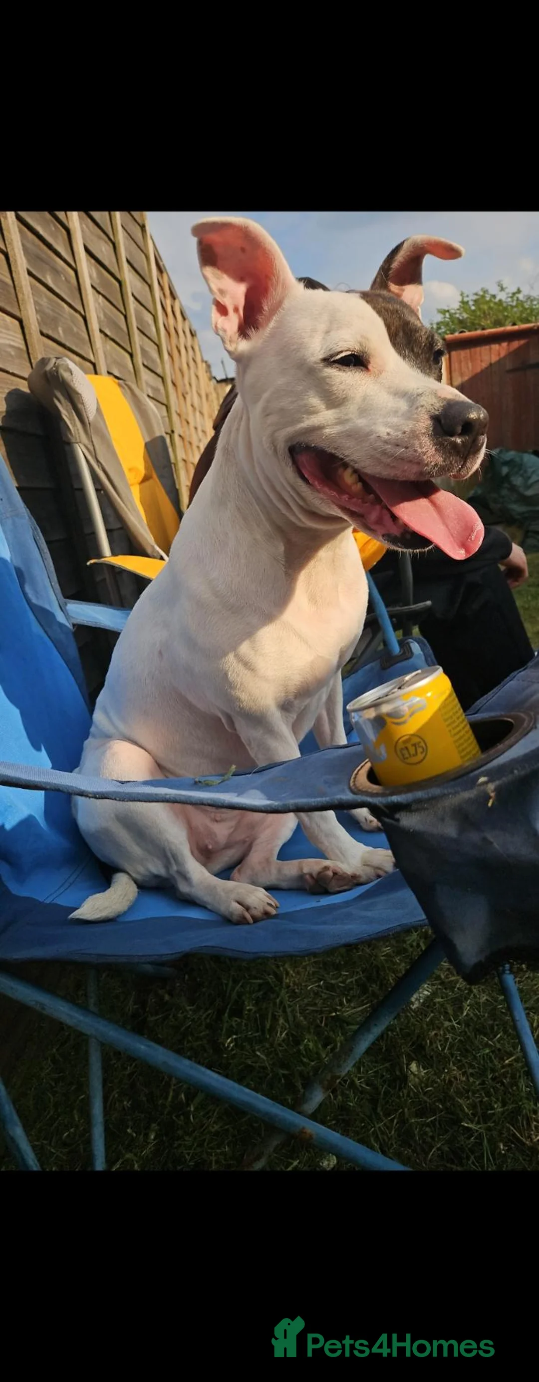 Staffordshire Bull Terrier dogs for sale: 7 year old female staffy in Coventry - Advert 2