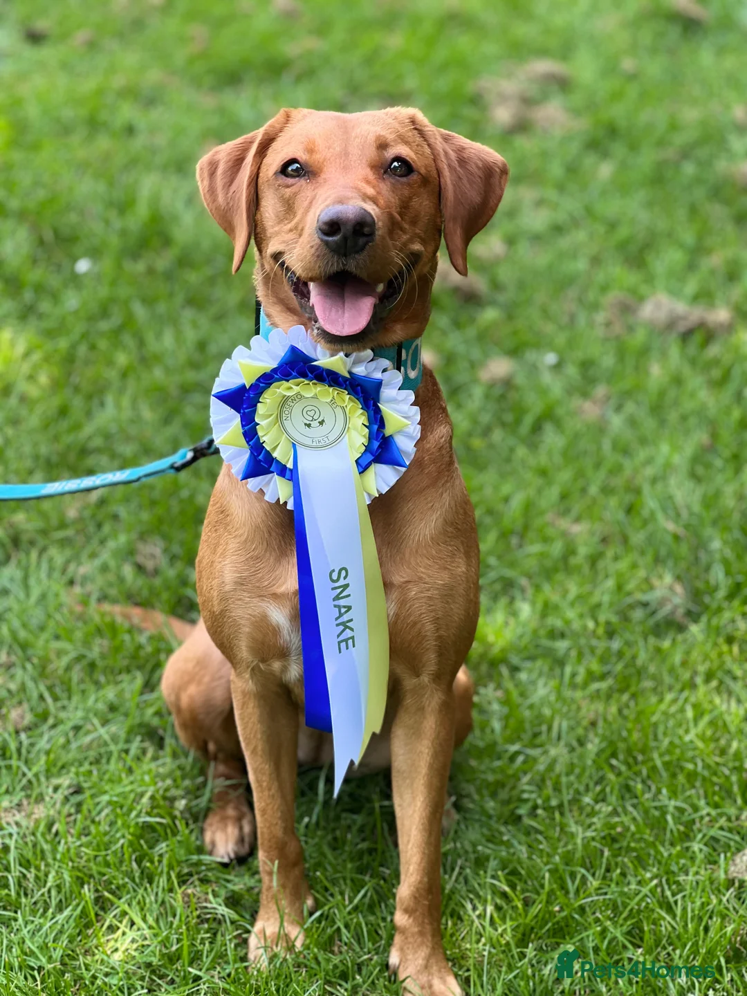 Labrador Retriever dogs for sale: Red Fox Labrador  - Advert 11