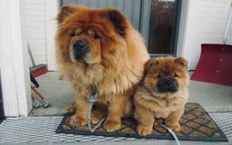 Chow Chow dogs for sale: Chow chow - Image 2
