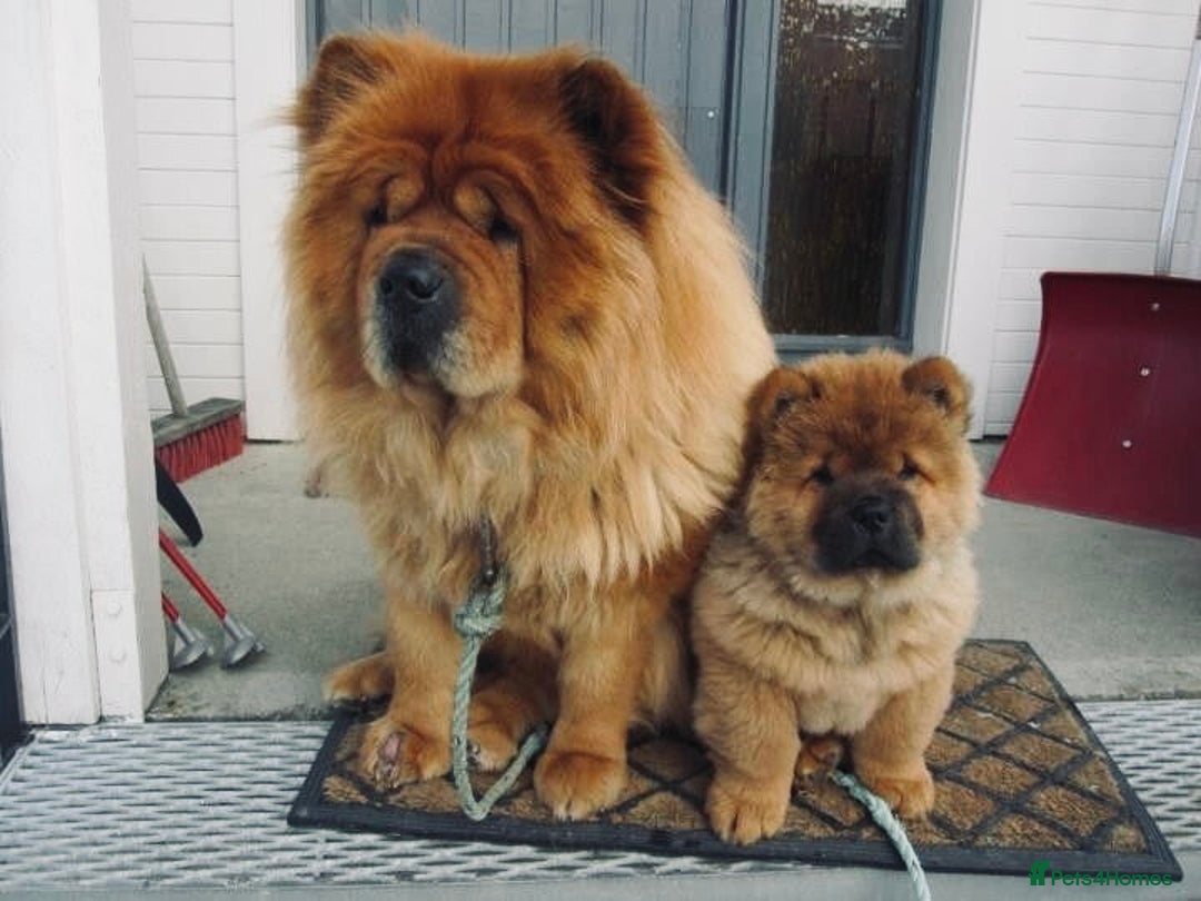 Chow Chow dogs for sale: Chow chow - Image 2