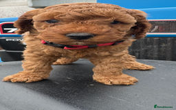 Cockapoo dogs for sale: Cockerpoo  in Carmarthen - Image 11