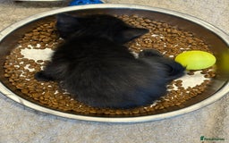 British Shorthair cats for sale: British shorthair cross kittens - Image 3
