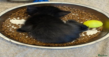 British Shorthair cats - Advert 13
