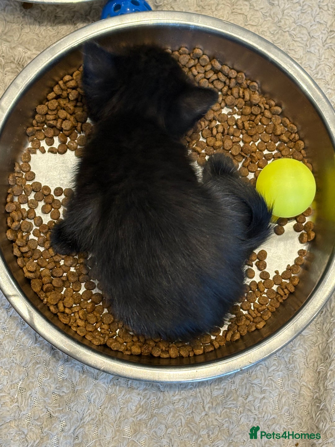 British Shorthair cats for sale: British shorthair cross kittens - Image 3
