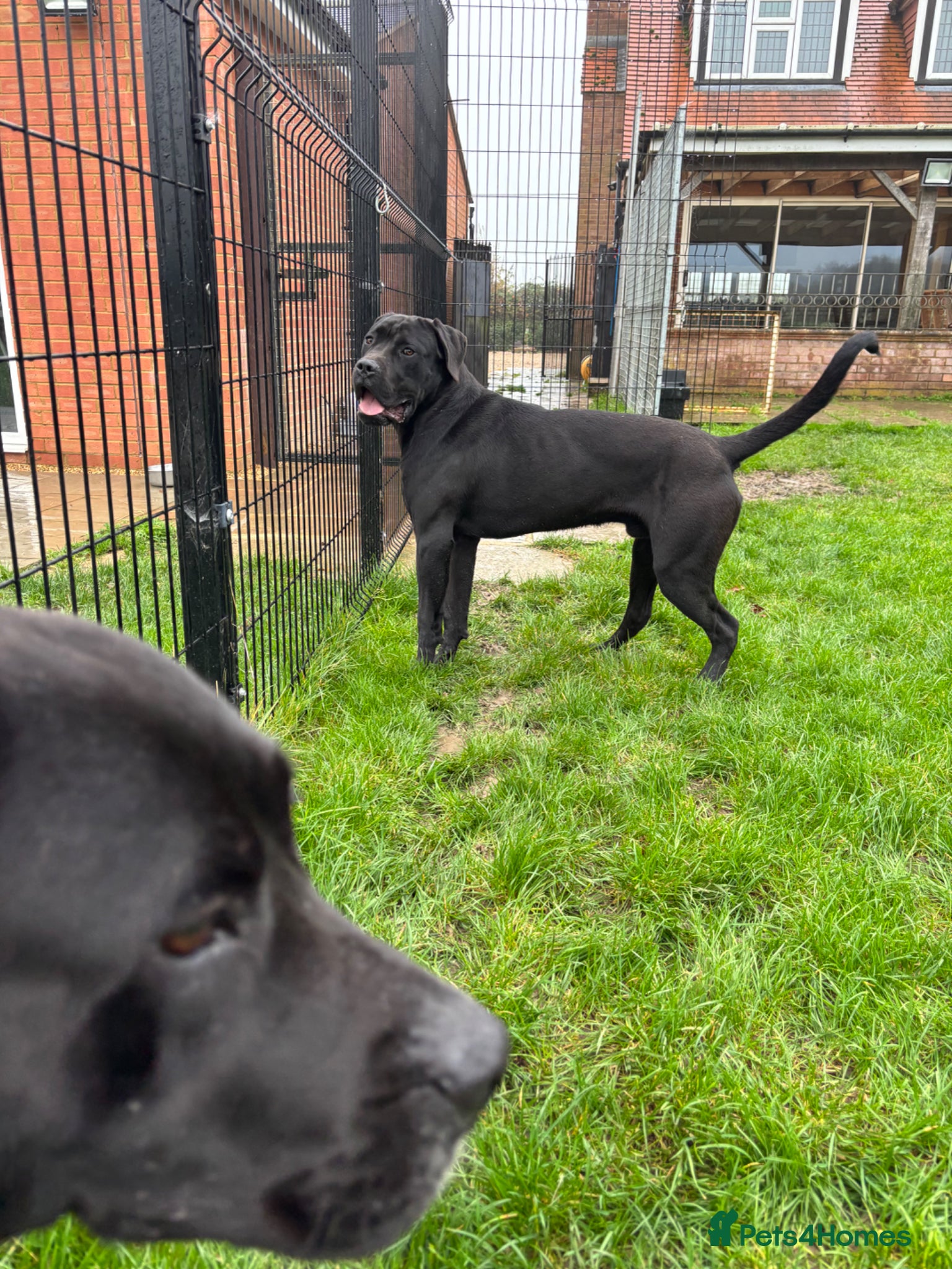 Cane Corso dogs Lo Raso Cane Corso - Advert 2