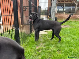 Cane Corso dogs Lo Raso Cane Corso - Advert 2