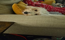 Cockapoo dogs for sale: 3 year old female for sale  - Image 3
