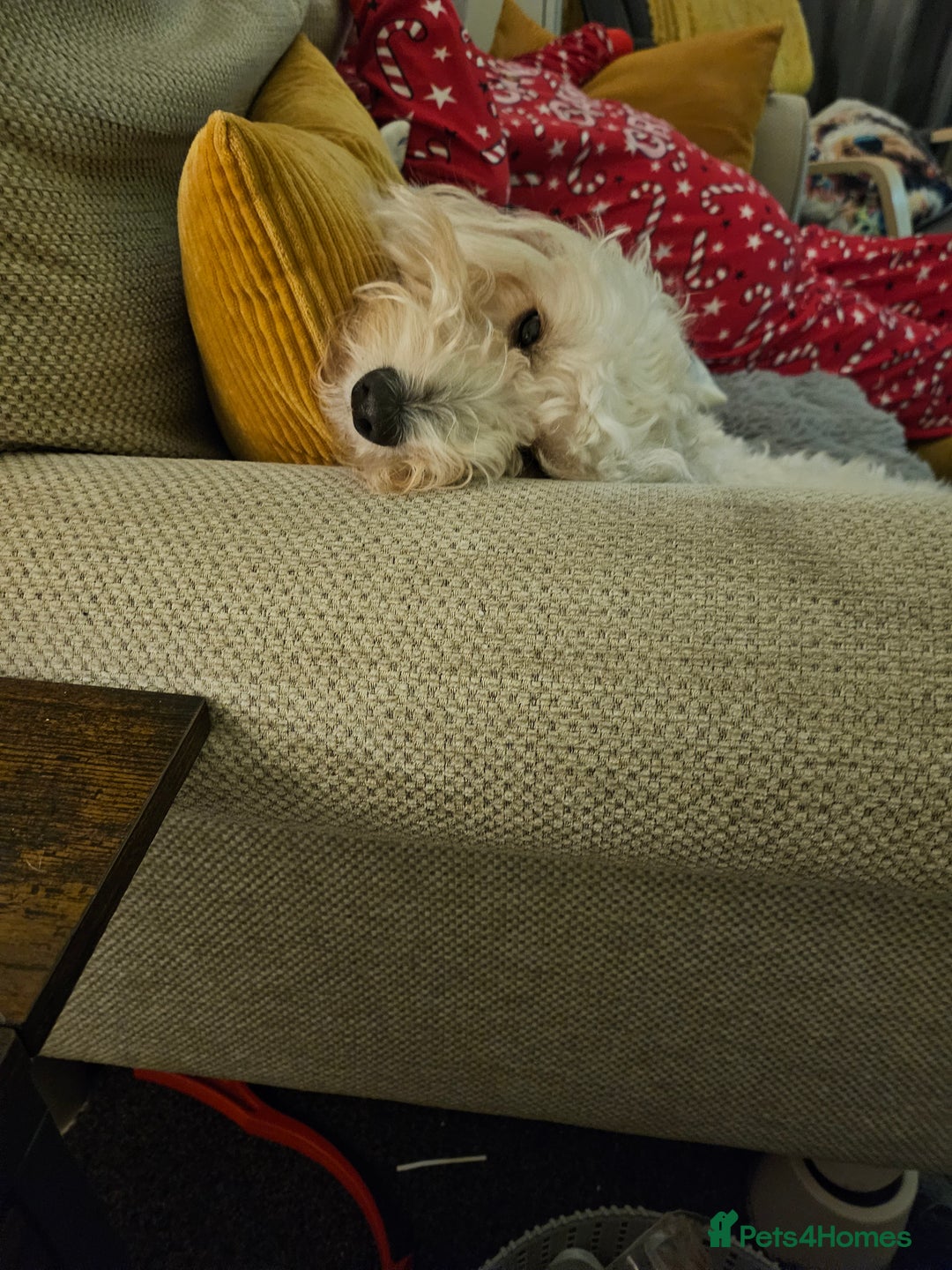 Cockapoo dogs for sale: 3 year old female for sale  - Image 3
