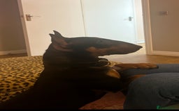 Miniature Bull terrier dogs for sale: Miniature bull terrier  - Image 2