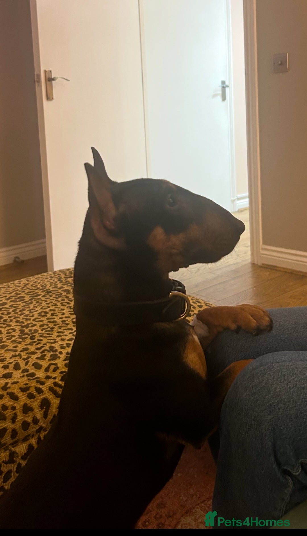 Miniature Bull terrier dogs for sale: Miniature bull terrier  - Image 2