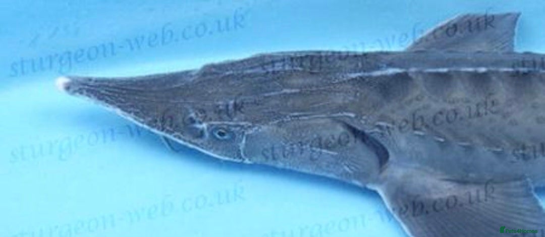 Pond Fish fish for sale: Sturgeon & Sterlet - Image 2