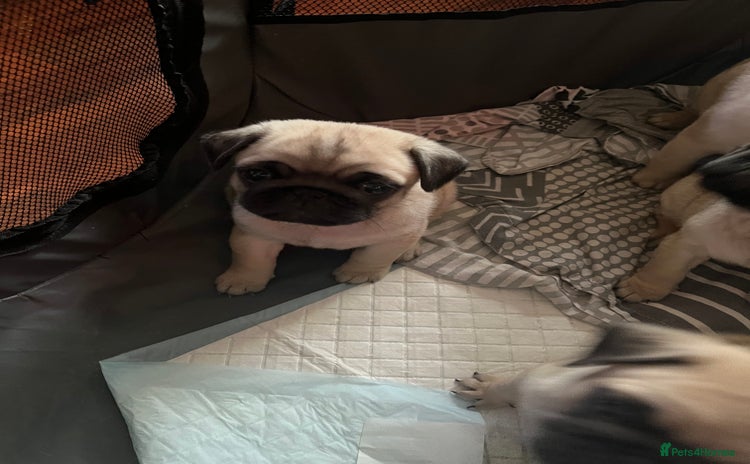 Pug dogs 1 Full pedigree female pug for sale - Advert 14