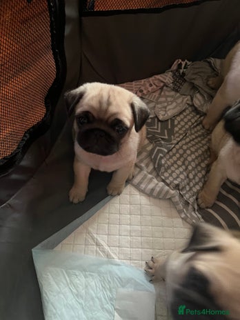 Pug dogs 1 Full pedigree female pug for sale - Advert 1