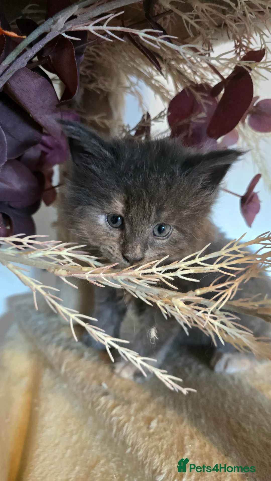 Maine Coon cats for sale: TICA REG MAINECOONS  - Advert 7