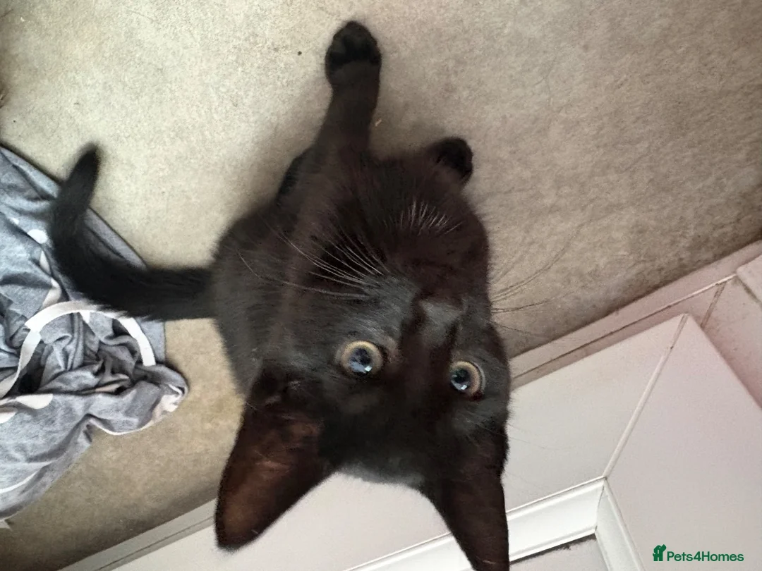Mixed Breed cats for sale: Kittens for sale - Advert 2