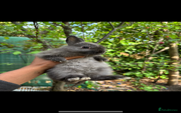 Netherland Dwarf rabbits for sale: Pure bred netherland dwarf ready to reserve  - Image 14