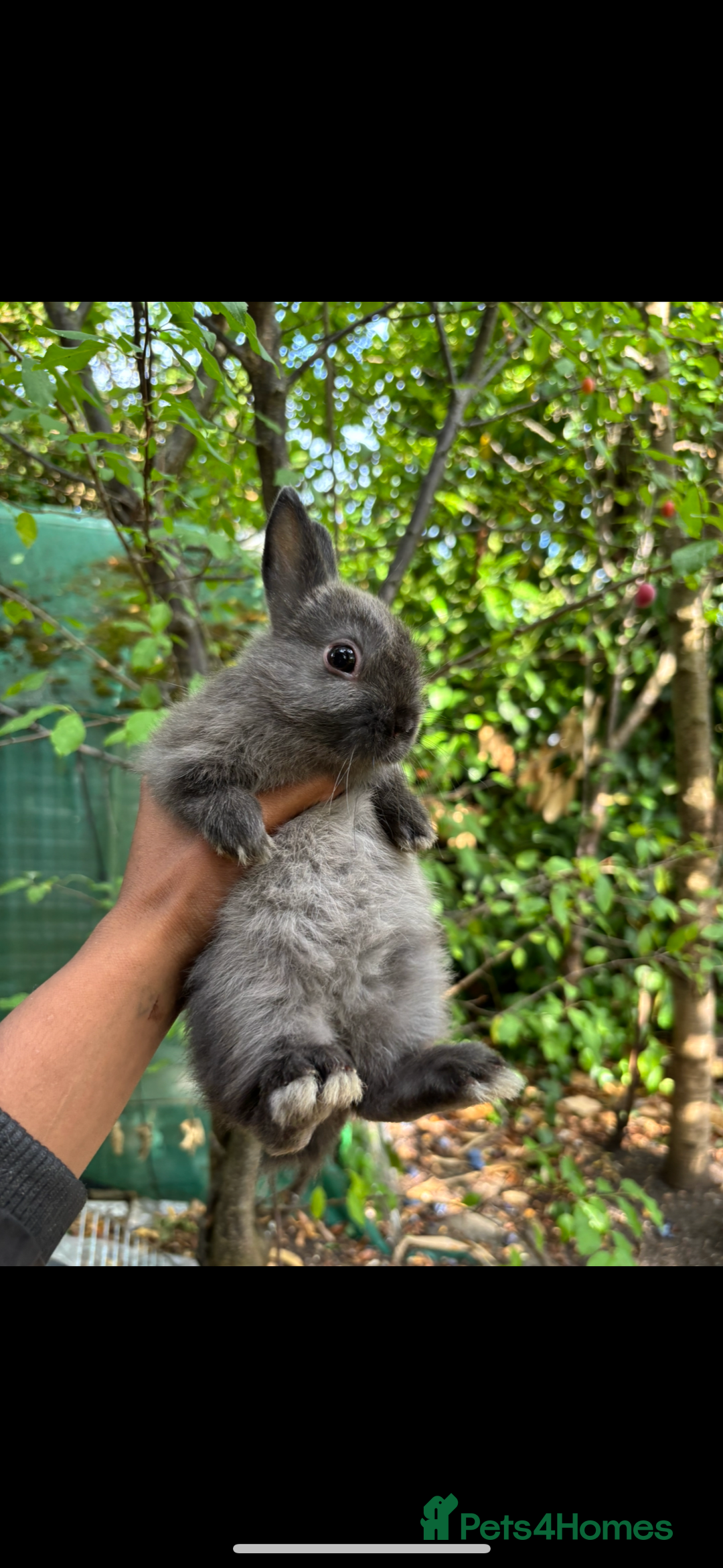Netherland Dwarf rabbits for sale: Pure bred netherland dwarf ready to reserve  - Image 14