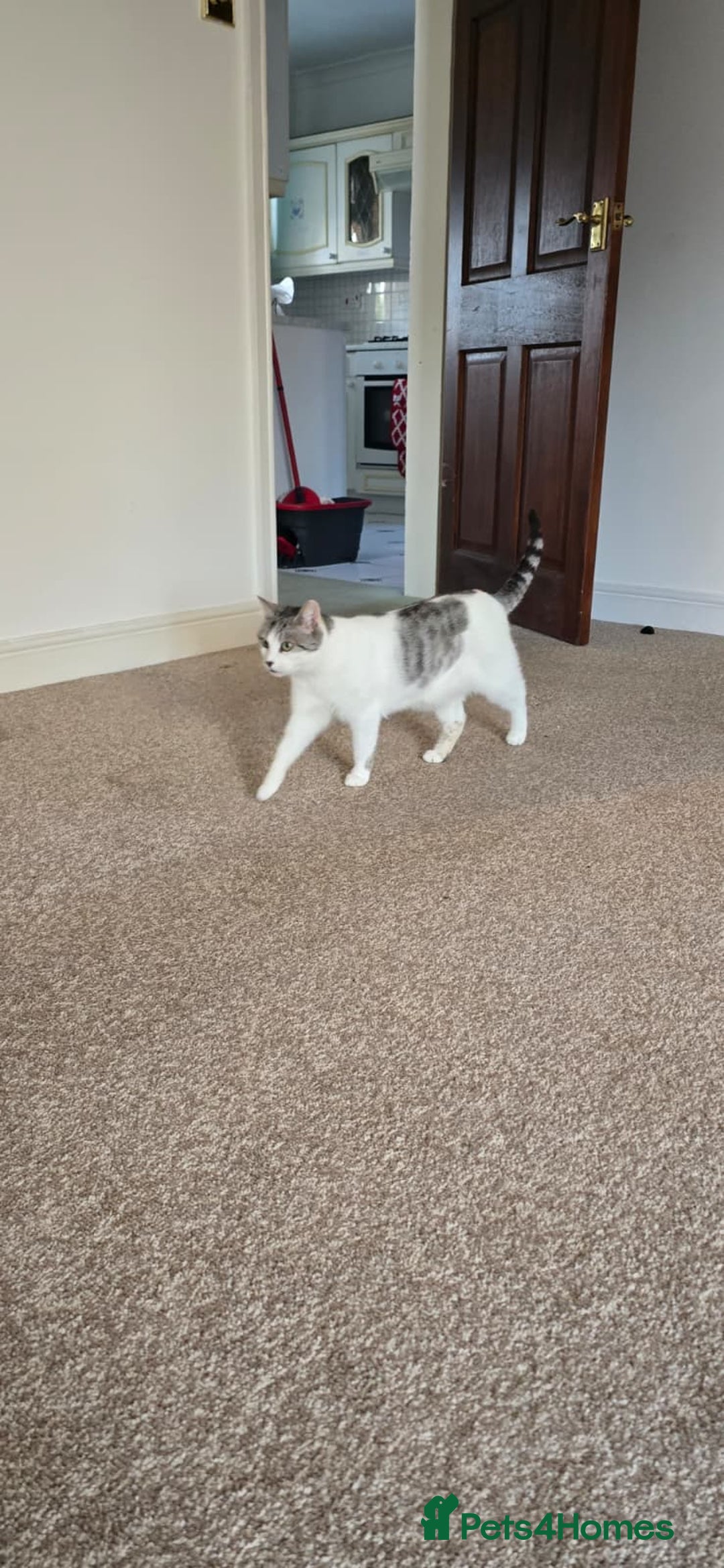 Domestic Shorthair cats for sale: Loving Home Wanted for Suzie and Spot Together - Advert 5