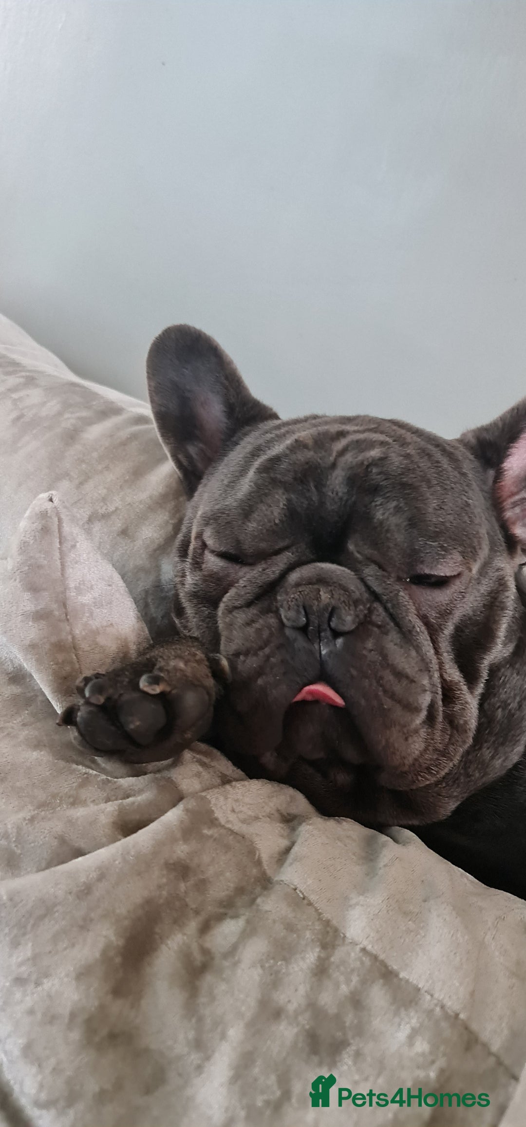 French Bulldog dogs for sale: 2 male frenchies  - Image 8