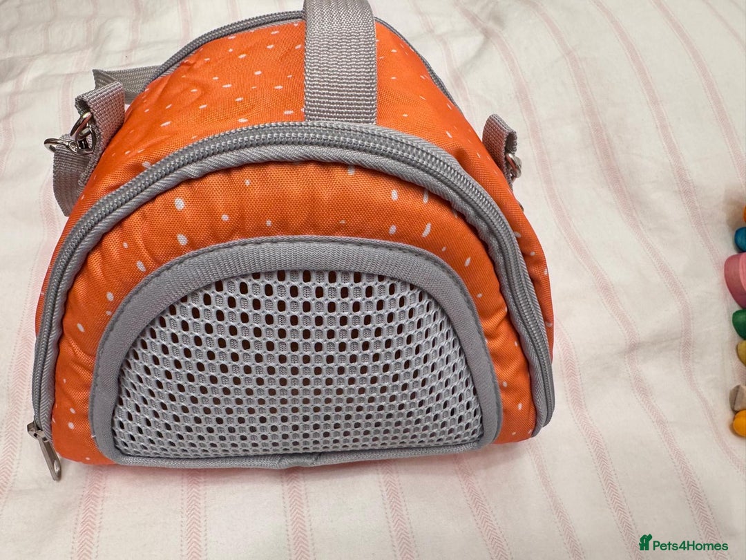 Budgerigars birds for sale: Rainbow ,hagoromo baby budgies hand tamed & reared - Advert 13