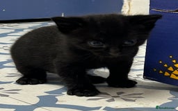 Domestic Shorthair cats for sale: 2 pretty girls - Image 3