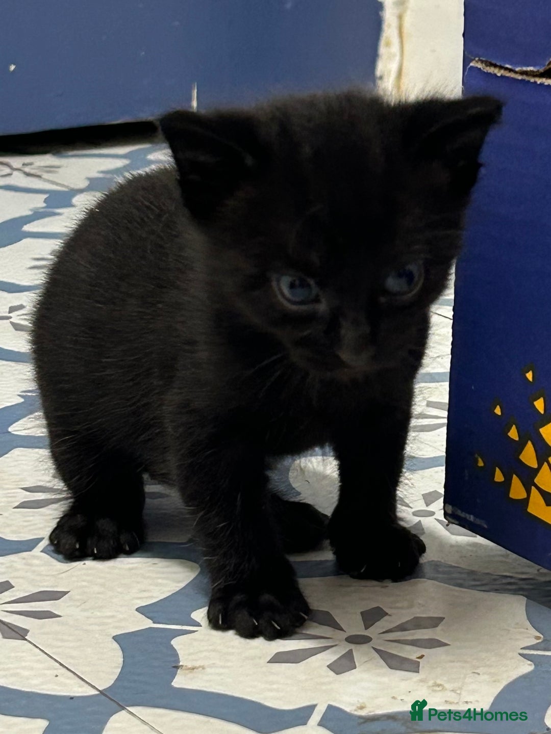 Domestic Shorthair cats for sale: 2 pretty girls - Image 3